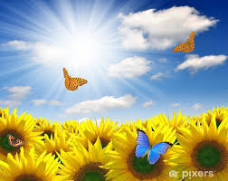 Sommer