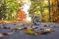 Herbst